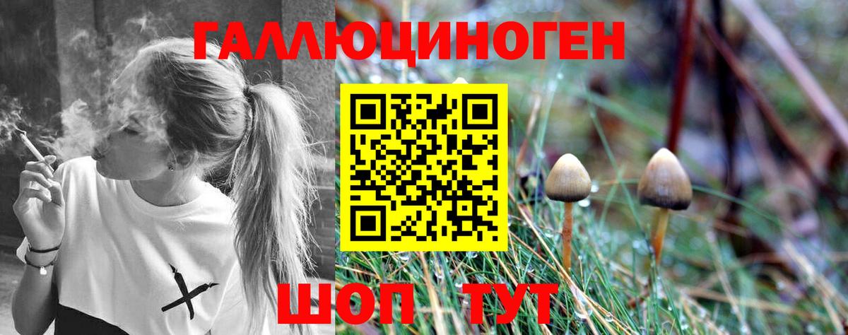 Псилоцибиновые грибы Psilocybe Елизово